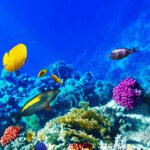 Experience the Magic of a Glass Bottom Boat Tour in Roatan