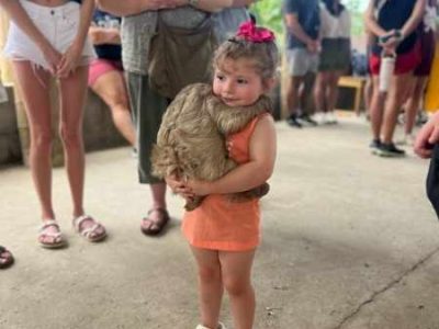 roatan sloth cruise excursion